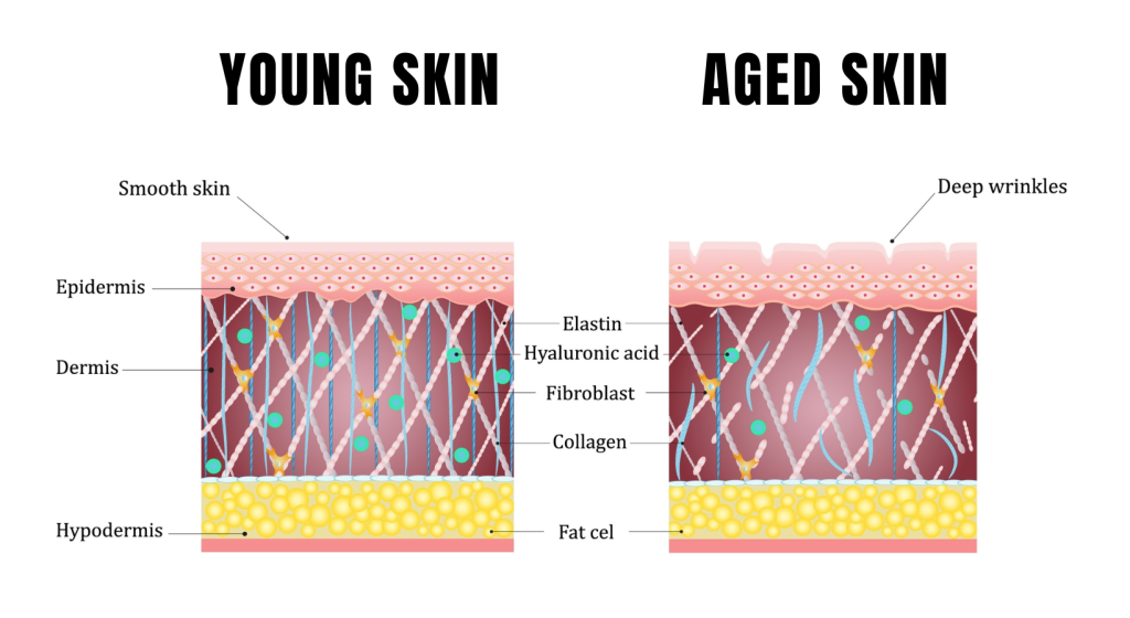 Young skin